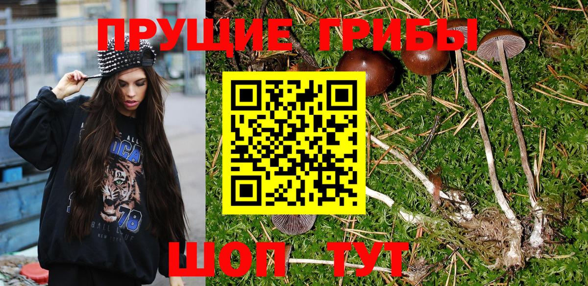 Псилоцибиновые грибы Psilocybine cubensis Сыктывкар